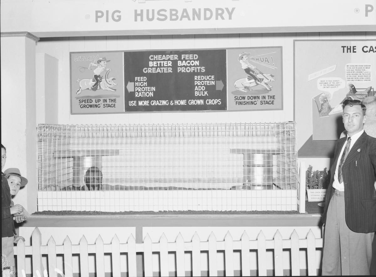 Department of Agriculture and Stock displays at the annual exhibition of the Royal National Association, Brisbane, August 1955
