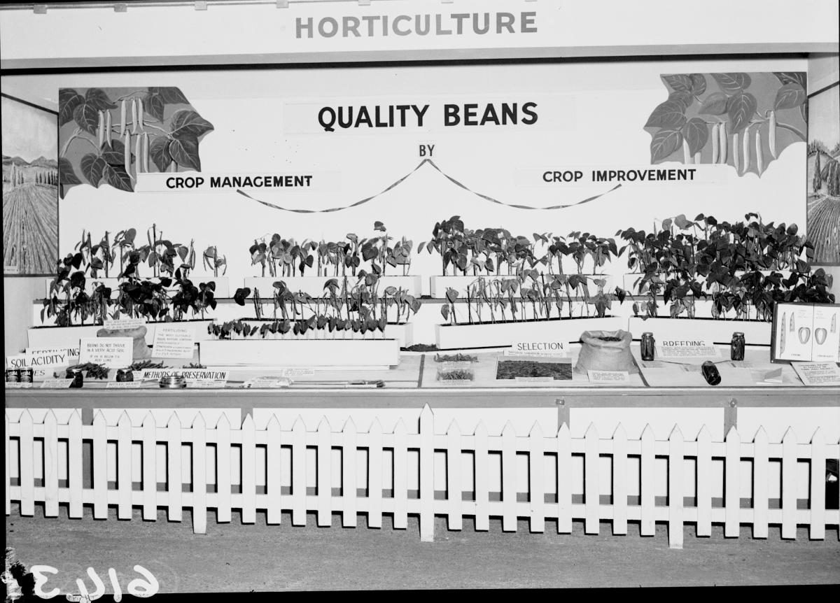 Department of Agriculture and Stock displays at the annual exhibition of the Royal National Association, Brisbane, August 1955