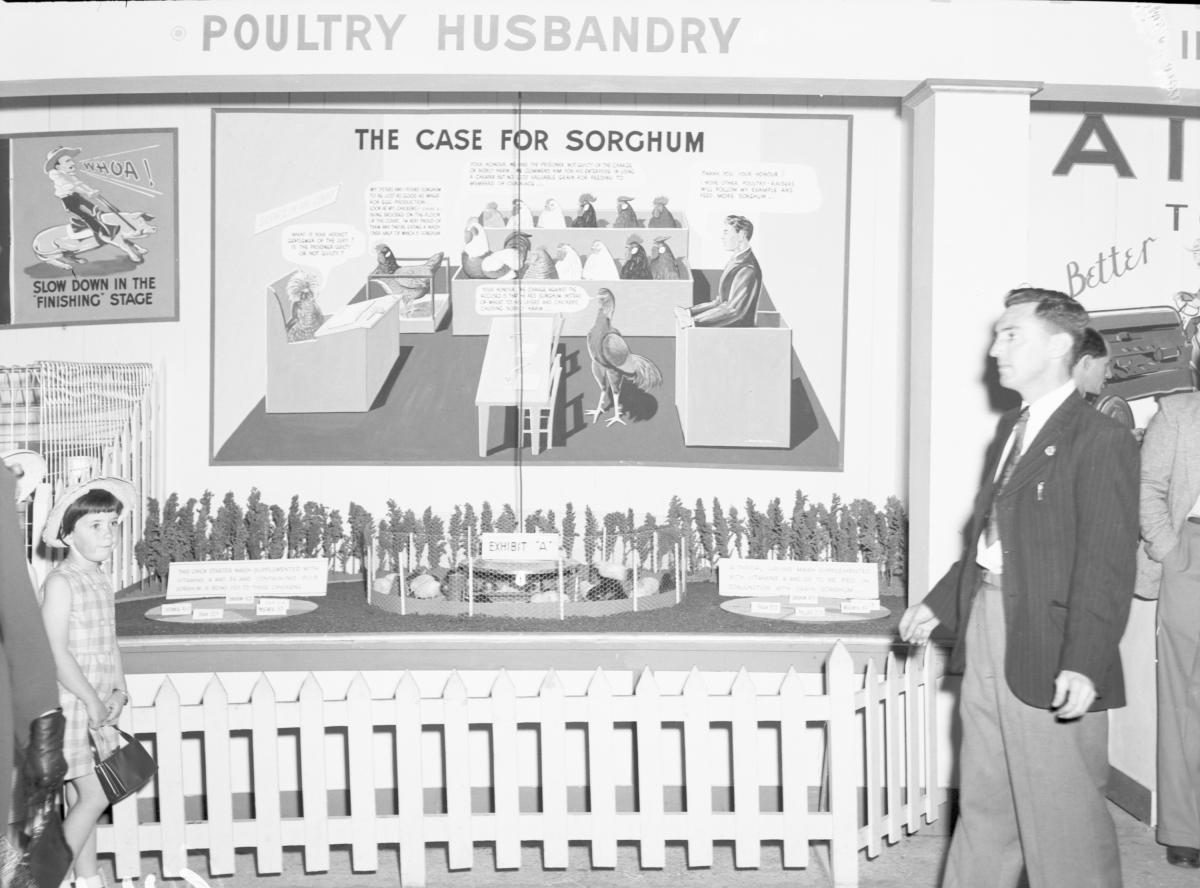 Department of Agriculture and Stock displays at the annual exhibition of the Royal National Association, Brisbane, August 1955