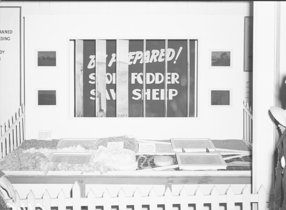 Department of Agriculture and Stock displays at the annual exhibition of the Royal National Association, Brisbane, August 1955