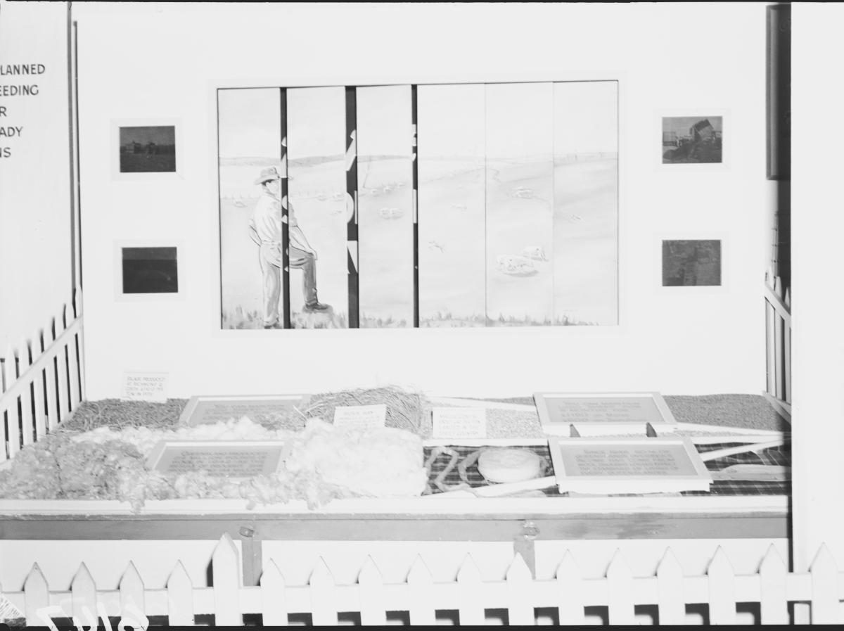 Department of Agriculture and Stock displays at the annual exhibition of the Royal National Association, Brisbane, August 1955