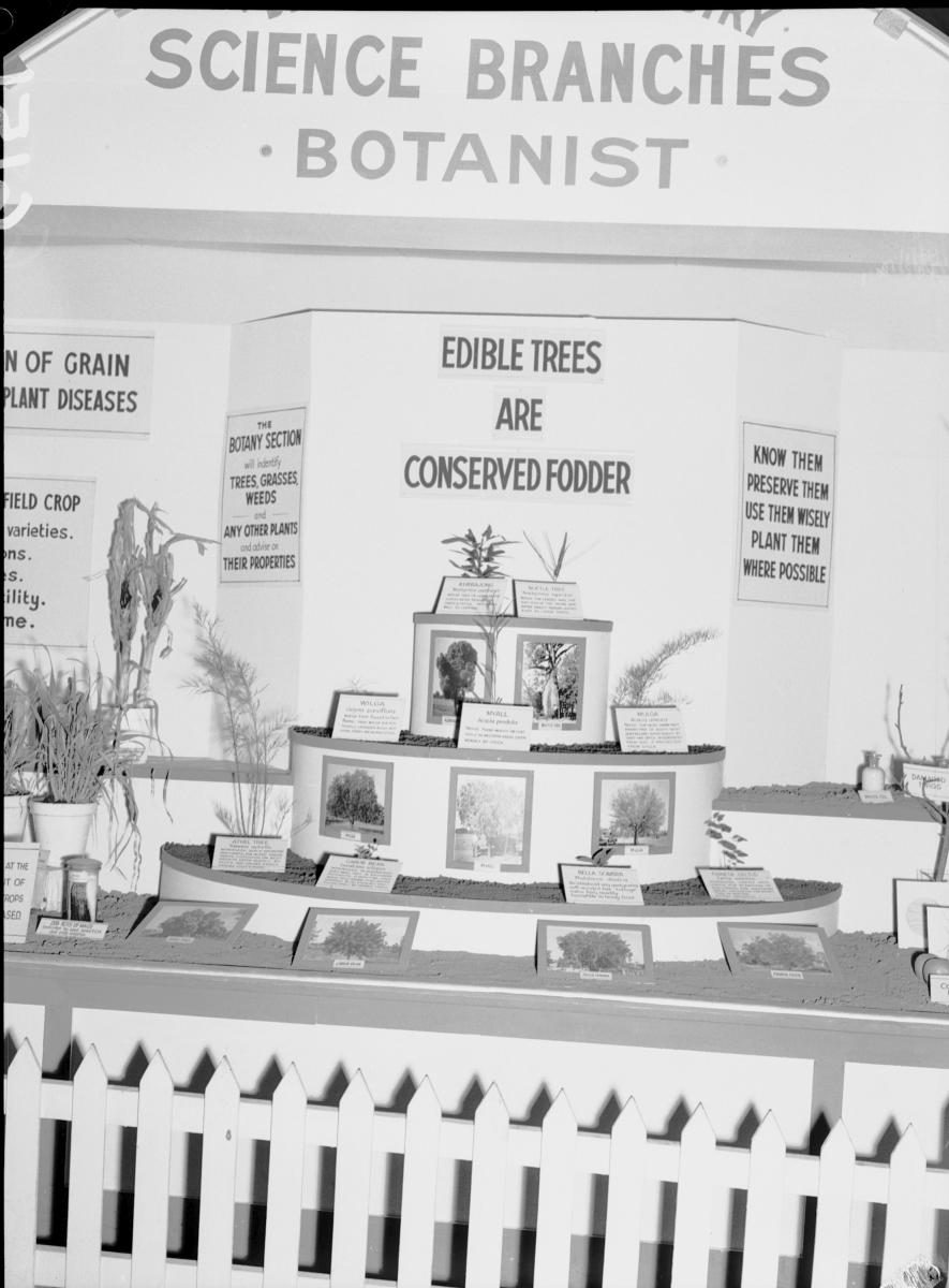 Department of Agriculture and Stock displays at the annual exhibition of the Royal National Association, Brisbane, August 1955
