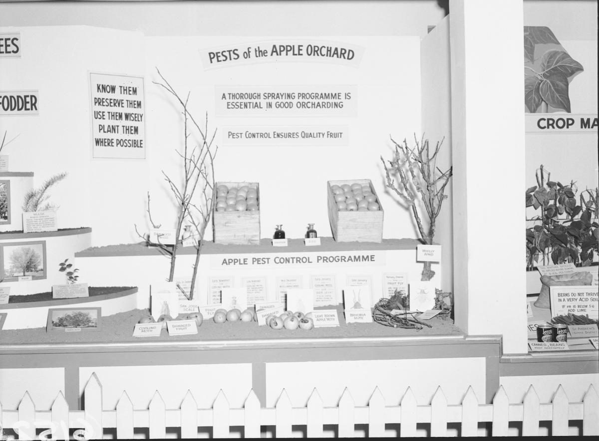 Department of Agriculture and Stock displays at the annual exhibition of the Royal National Association, Brisbane, August 1955