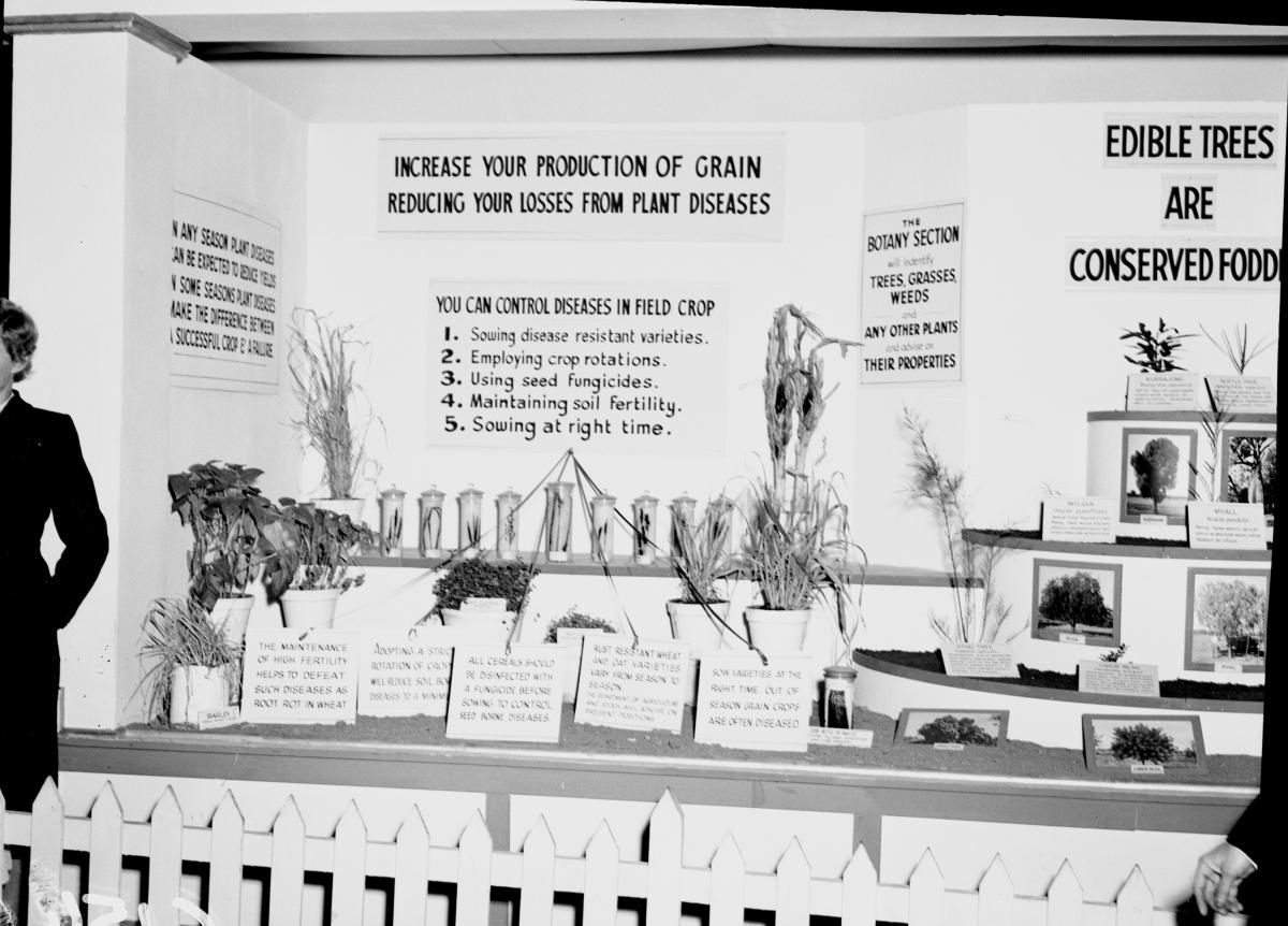 Department of Agriculture and Stock displays at the annual exhibition of the Royal National Association, Brisbane, August 1955