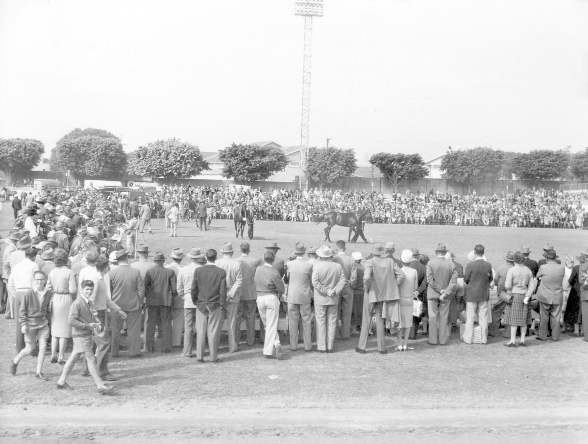Judging blood stock at the Royal National Show, Brisbane, August 1960