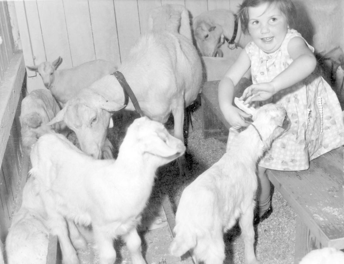 Studies in the animal nursery at the Royal National Show, Brisbane, August 1964