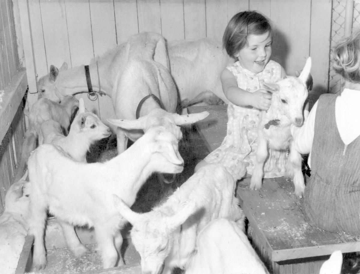 Studies in the animal nursery at the Royal National Show, Brisbane, August 1964