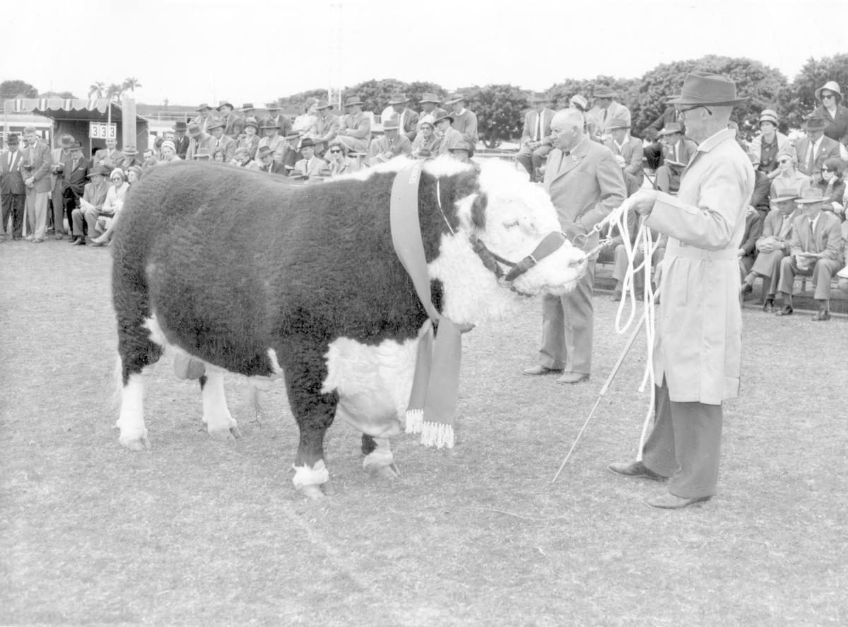 Senior Champion Hereford Bull, J H Anderson and Sons inverary true type, at the Royal National Show, Brisbane, August 1963
