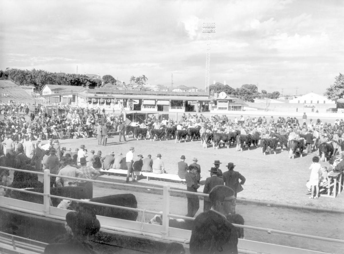 Judging Herefords at the Royal National Show, Brisbane, August 1966