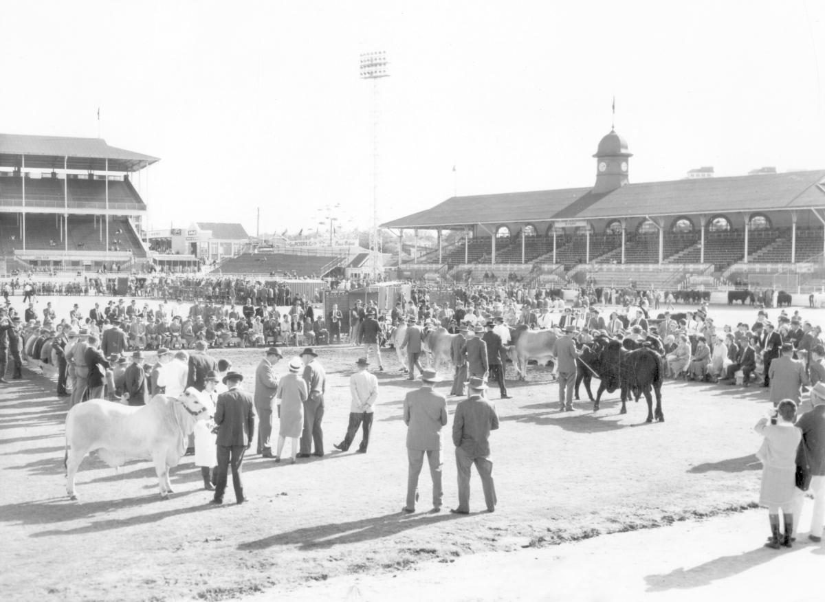 Judging brahman cattle at the Royal National Show, Brisbane, August 1966