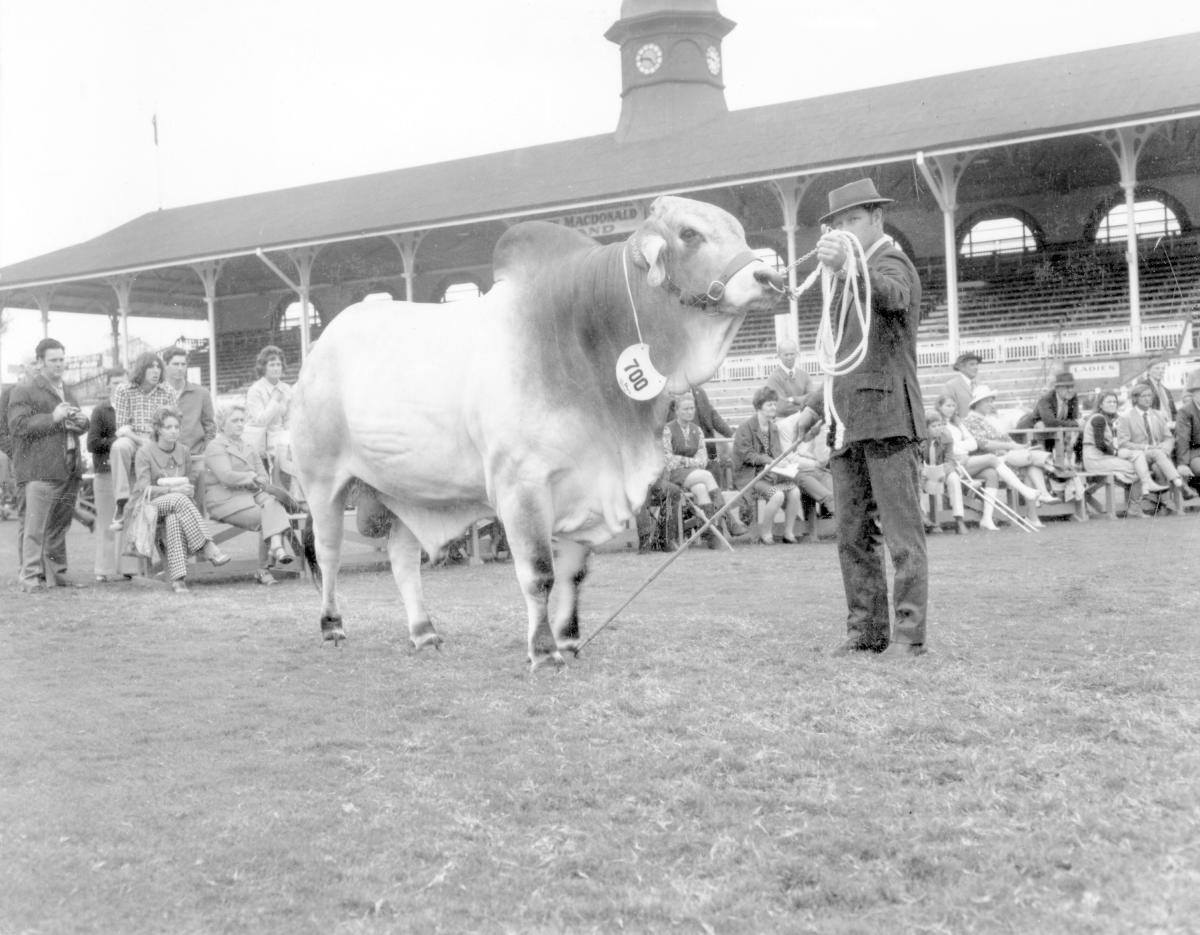 Brahman Bull at the Royal National Show, Brisbane, August 1972