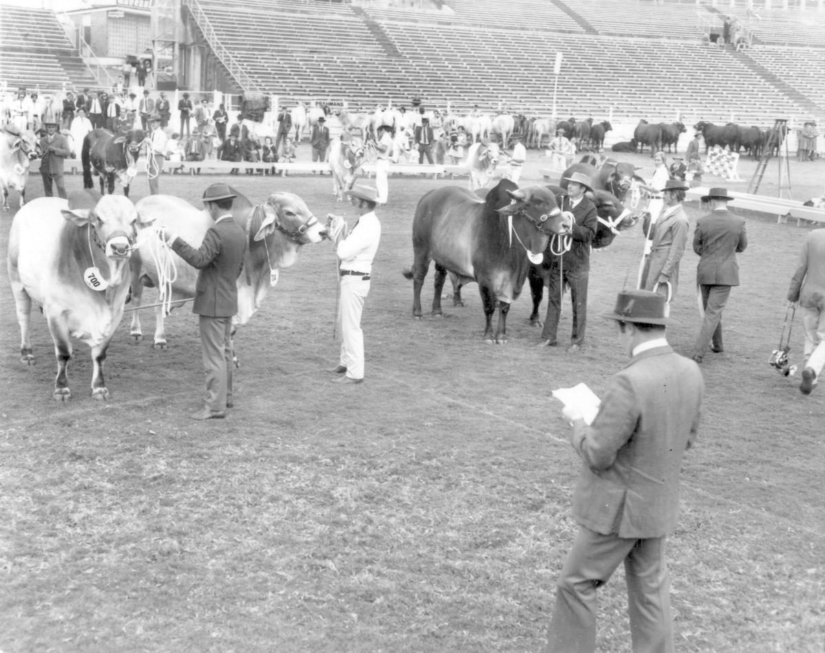 Judging brahmans at the Royal National Show, Brisbane, August 1972