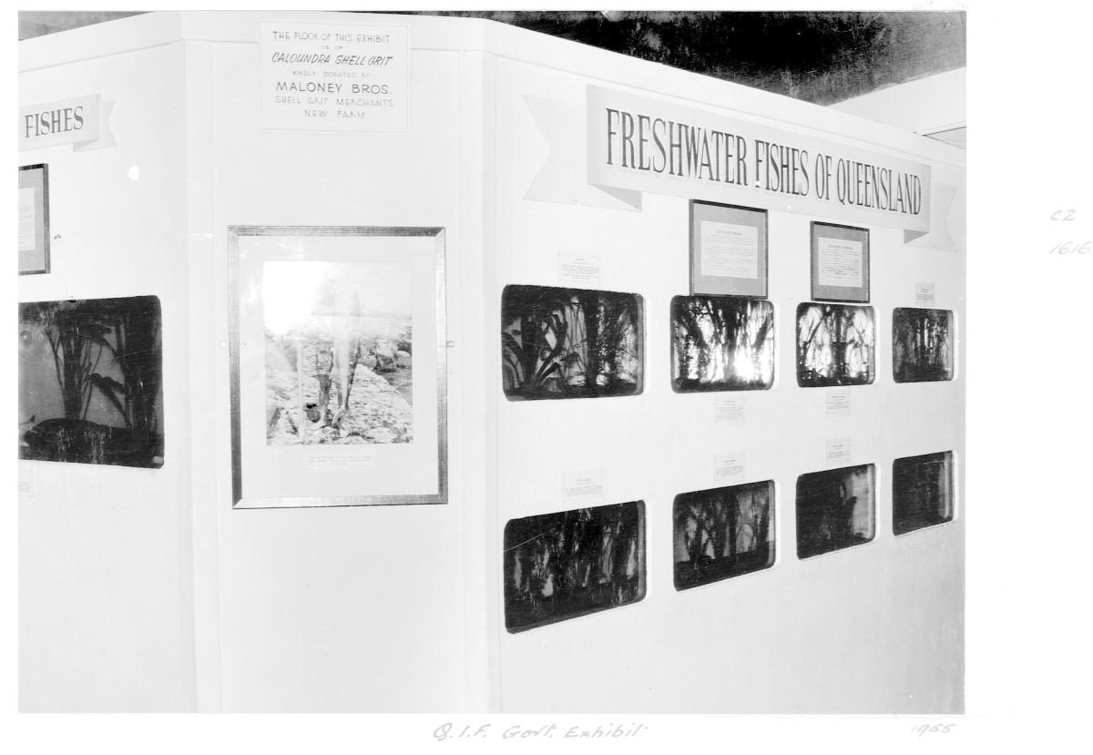 Queensland Industries Fair, Government exhibit, Agriculture and Stock Department, freshwater fishes of Queensland - Brisbane, April-May 1955