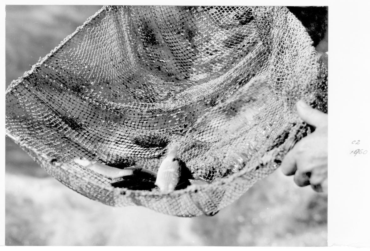Fish sample from Mount Crosby Weir, Brisbane, September 1955