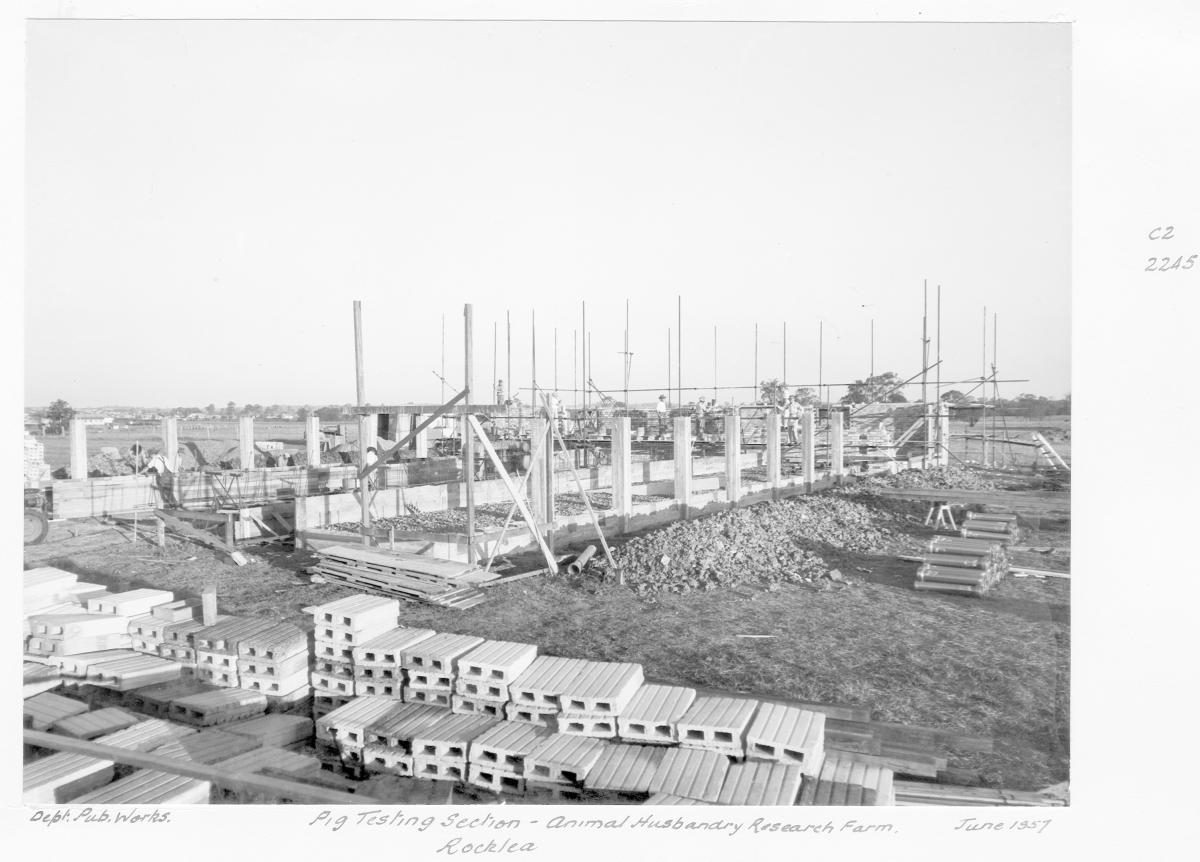 Animal Husbandry Research Farm, Rocklea, Pig Testing section - Brisbane, June 1957
