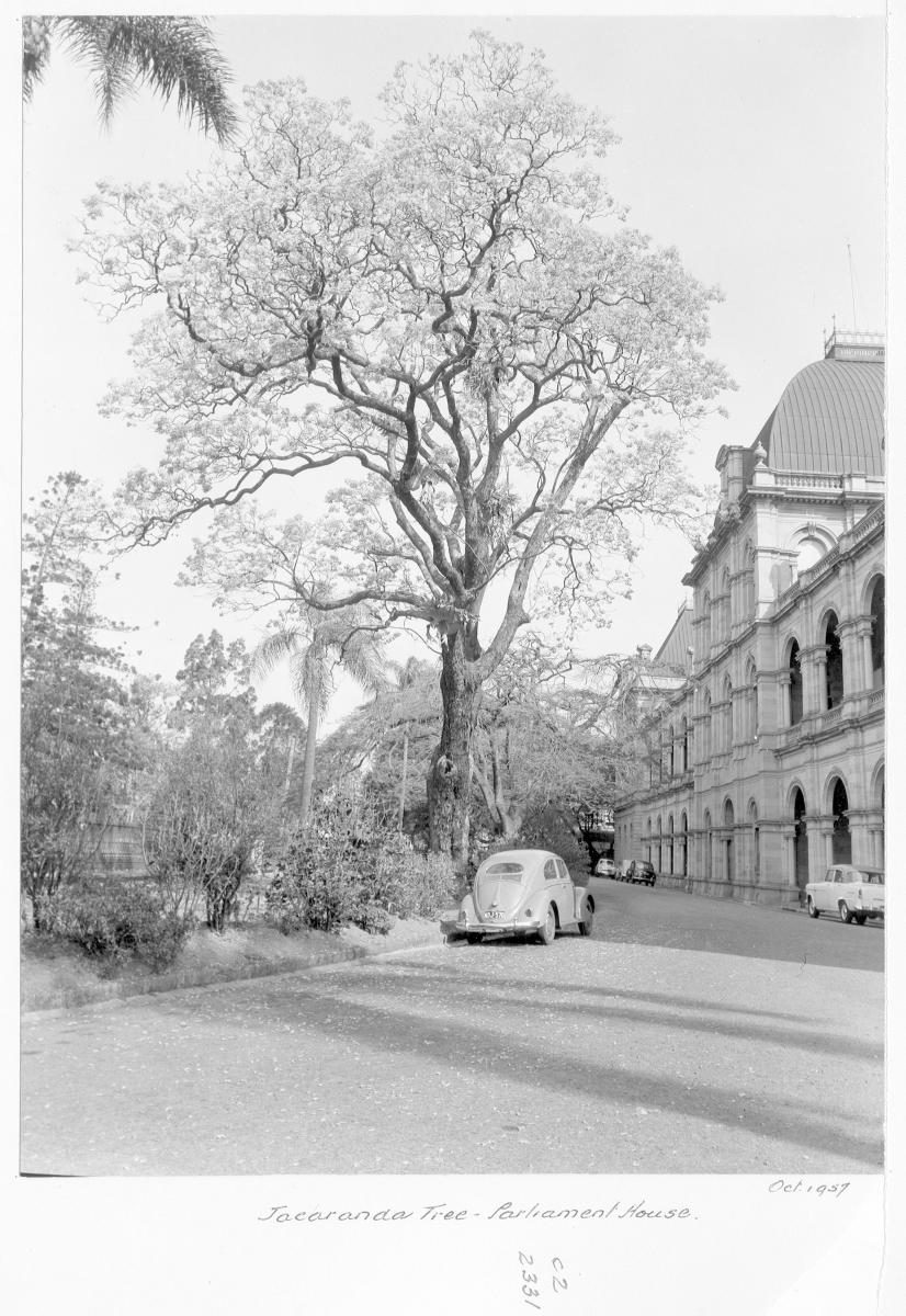 Jacaranda tree, Parliament House, Brisbane, October 1957