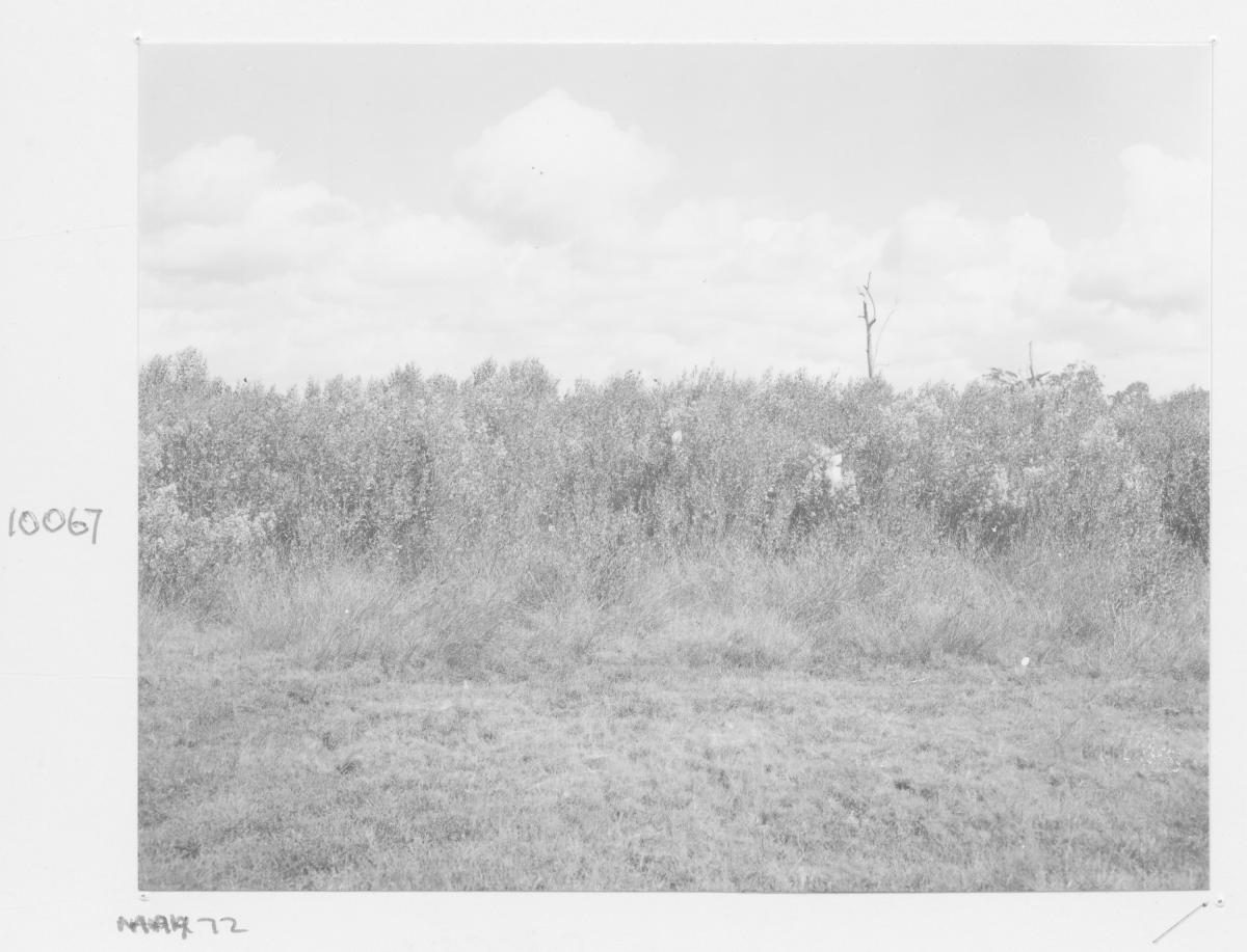Biological groundsel plot at Sherwood - Brisbane, May 1972