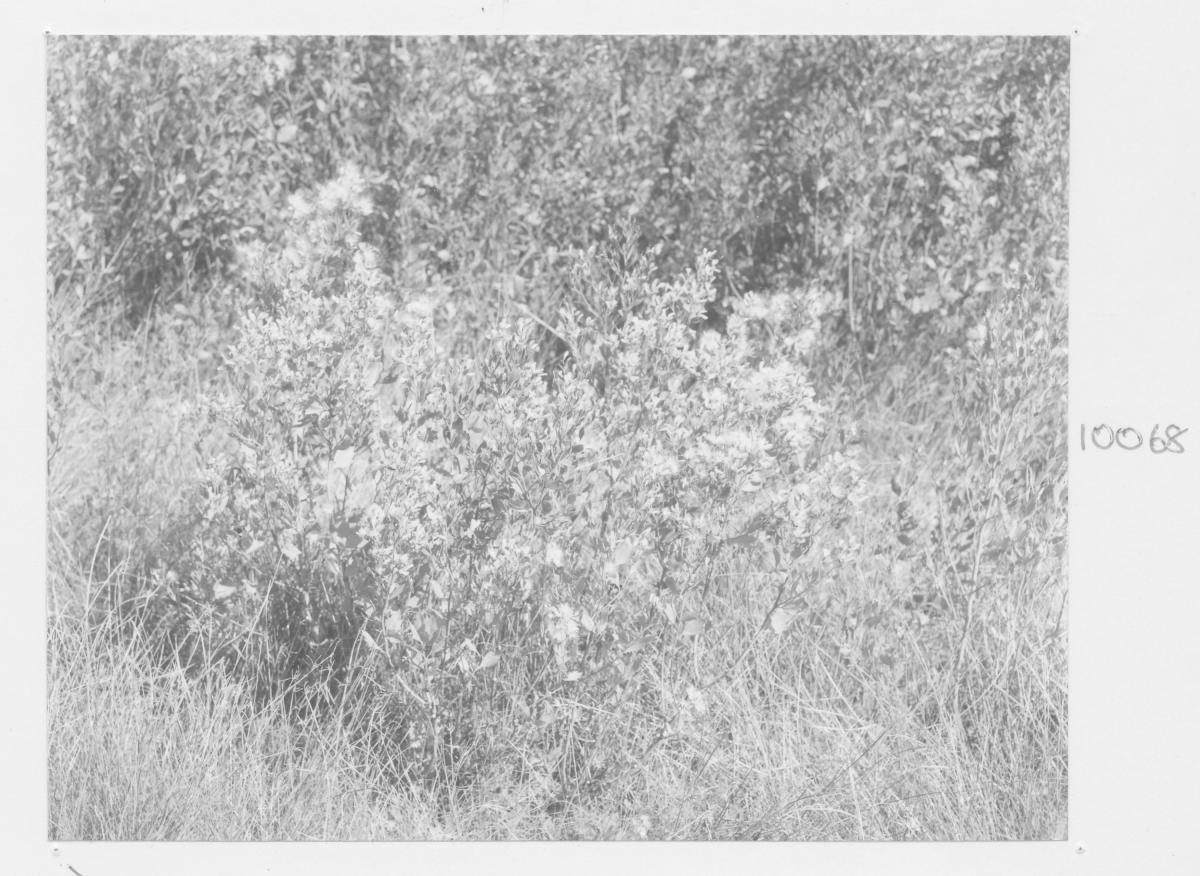 Biological groundsel plot at Sherwood - Brisbane, May 1972