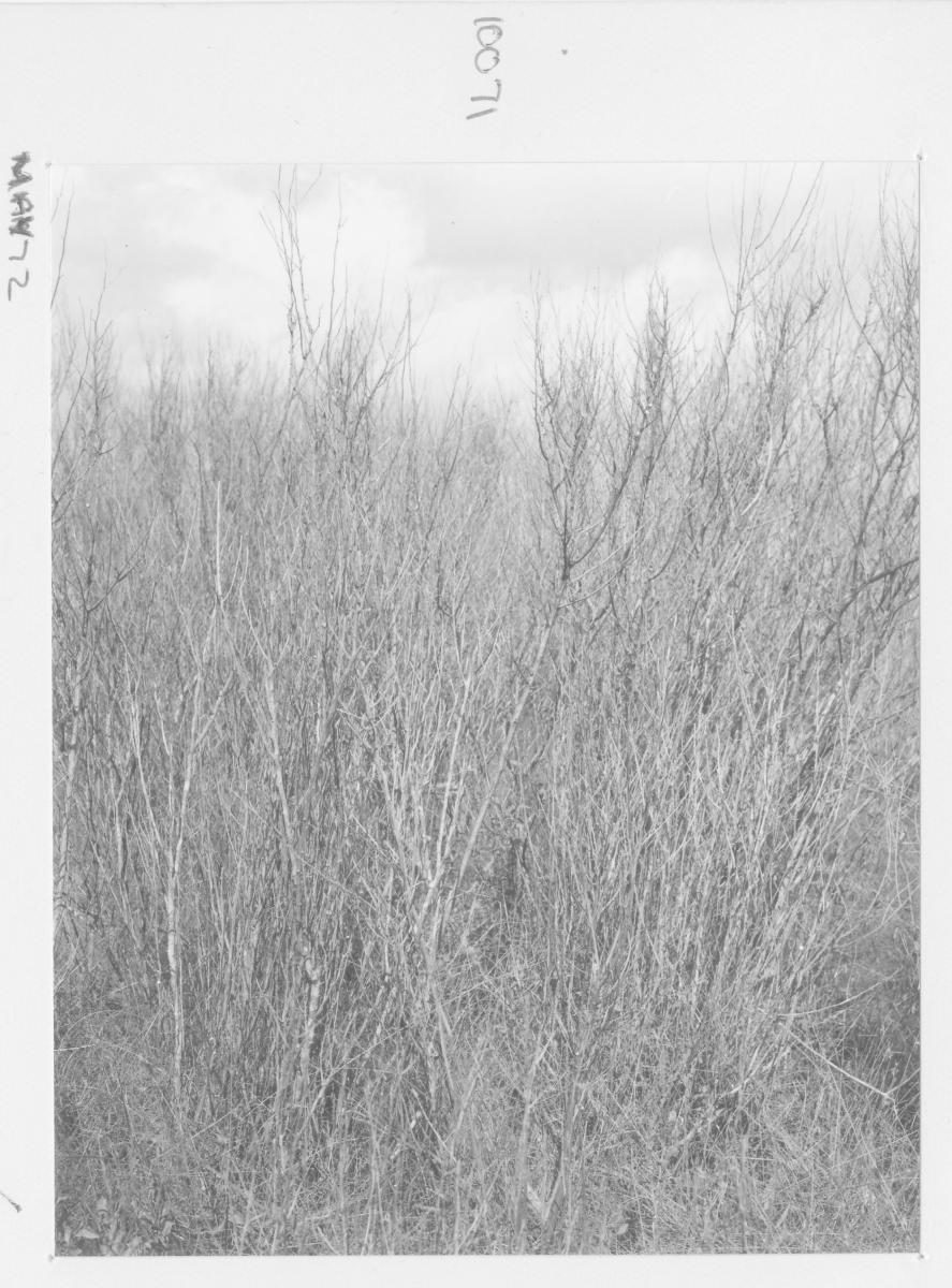 Biological groundsel plot at Sherwood - Brisbane, May 1972