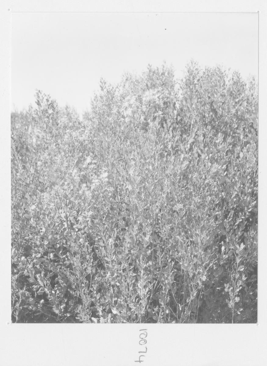 Biological groundsel plot at Sherwood - Brisbane, May 1972