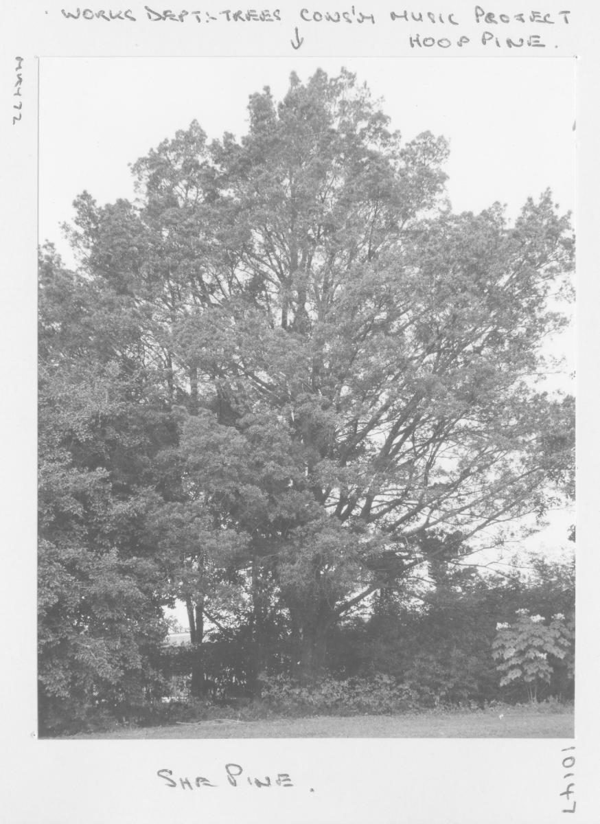 Conservatorium of Music Tree Project: She Pine - Brisbane, May 1972