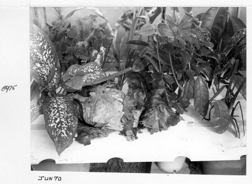 Plant material, Brisbane, June 1970