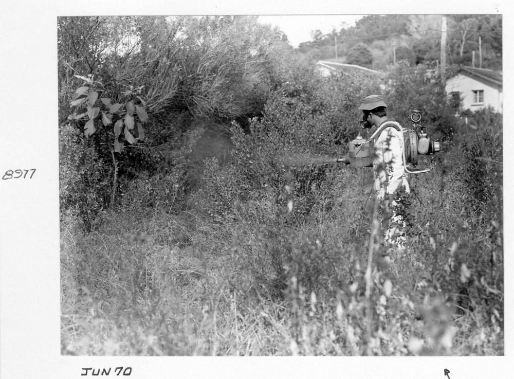 Spraying groundsel bush, Brisbane, June 1970