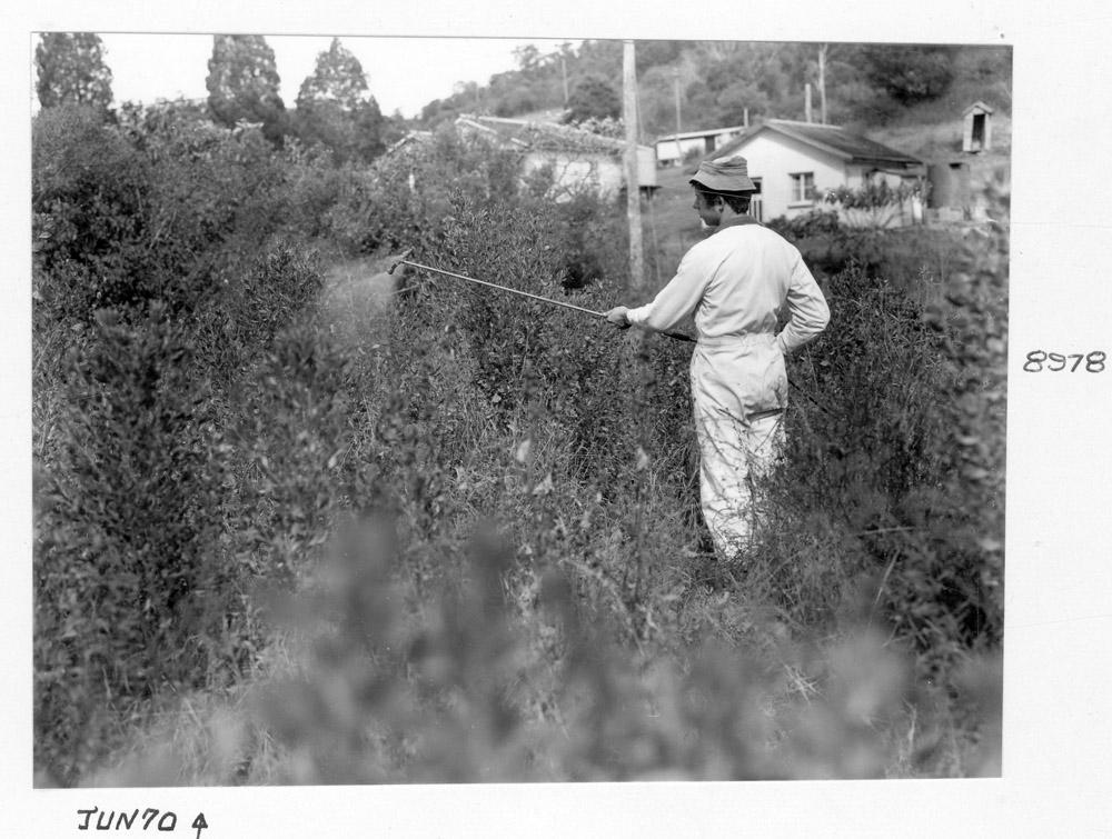 Spraying groundsel bush, Brisbane, June 1970