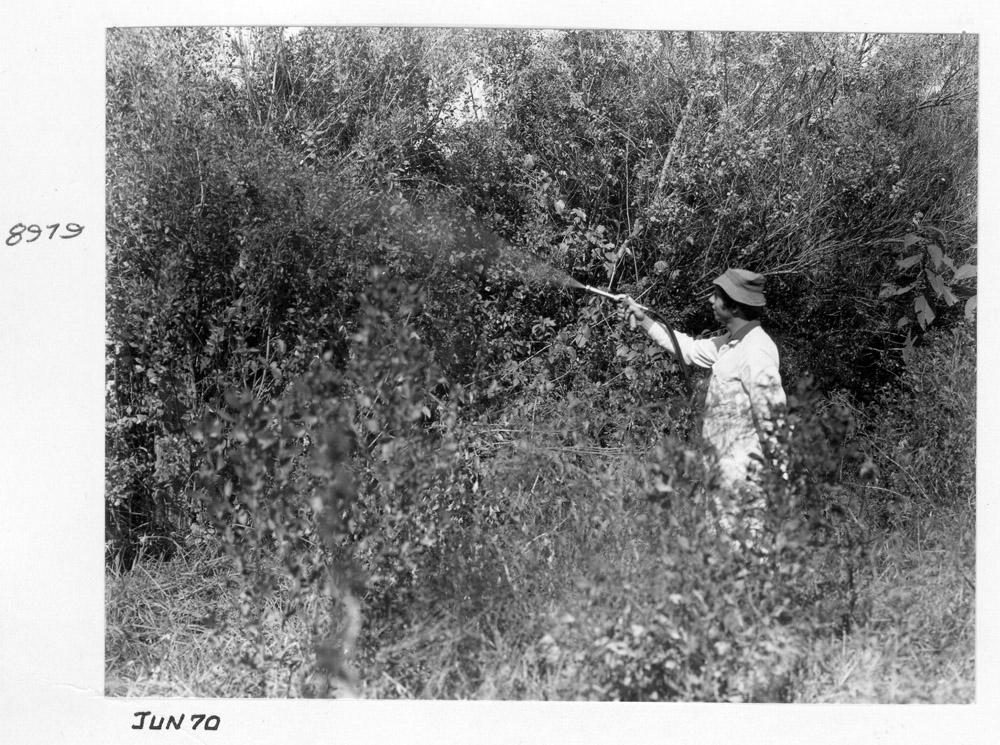 Spraying groundsel bush, Brisbane, June 1970