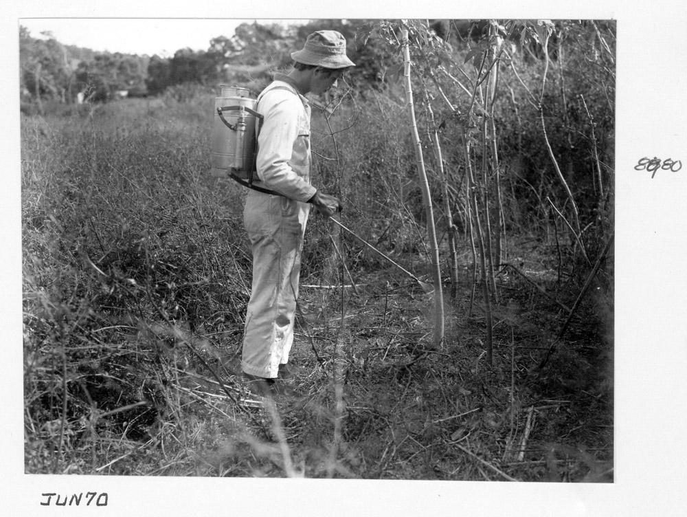 Spraying groundsel bush, Brisbane, June 1970