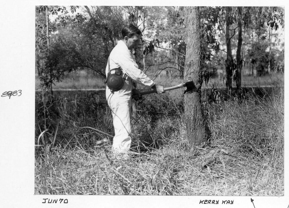 Box Tree eradication, Brisbane, June 1970