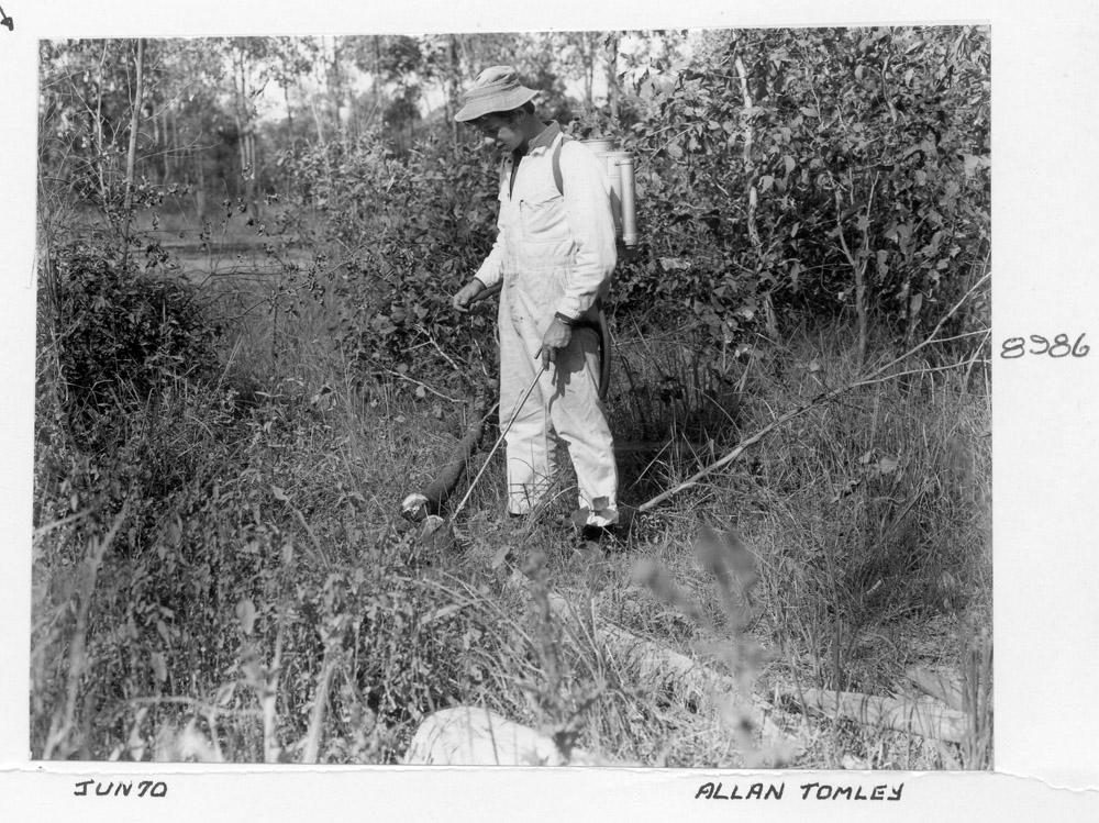 Box Tree eradication, Brisbane, June 1970