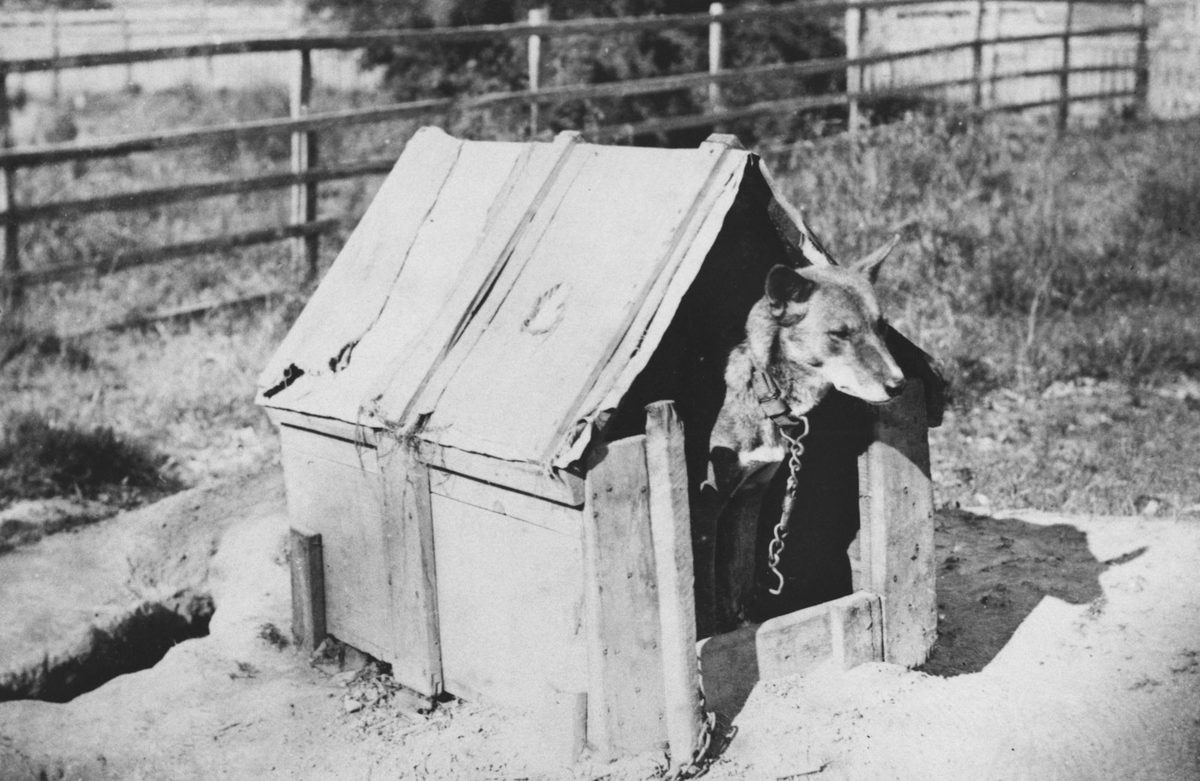 Captive dingo at the Acclatisation Society's Garden, Brisbane