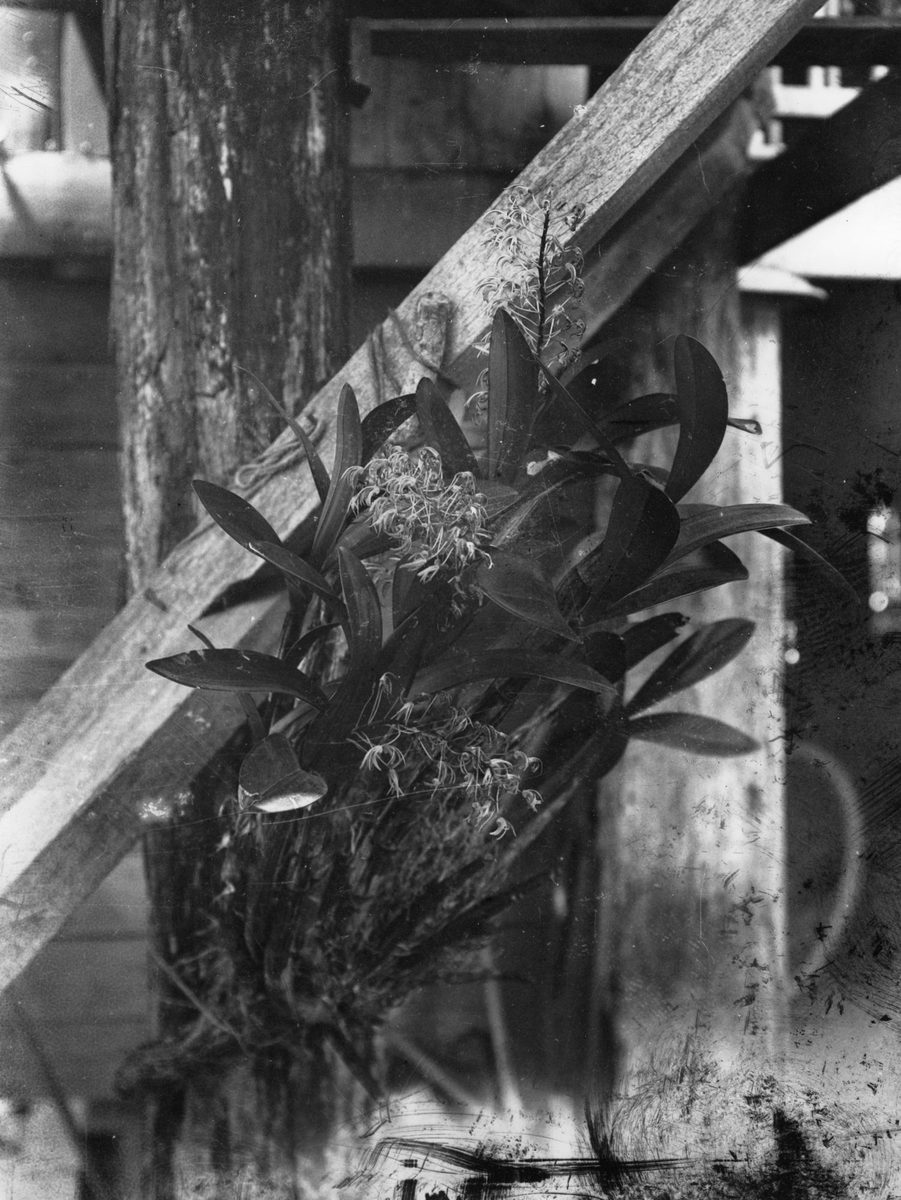 Orchids growing on a fence in Brisbane, 1912