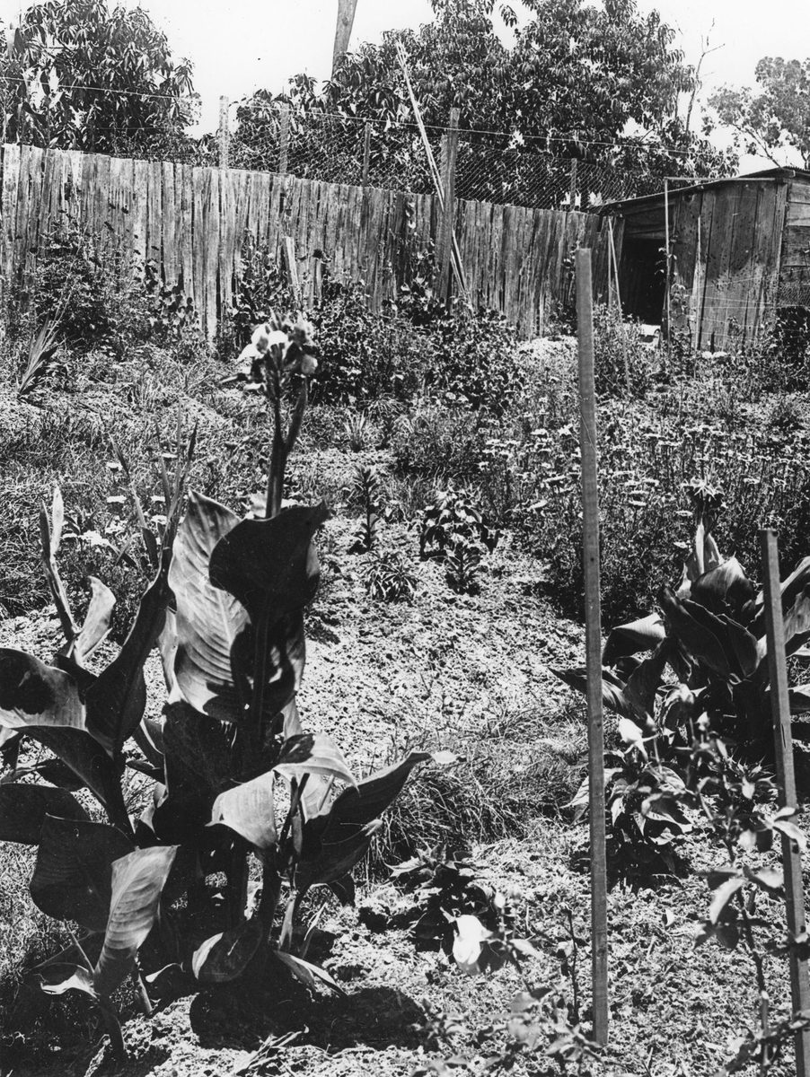 Backyard garden patch with a mixture of vegetables and flowers, Brisbane, 1912