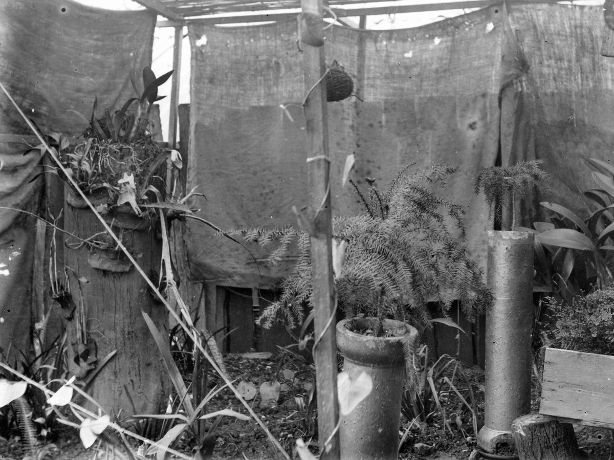 Early example of a garden shade house, Brisbane, 1912