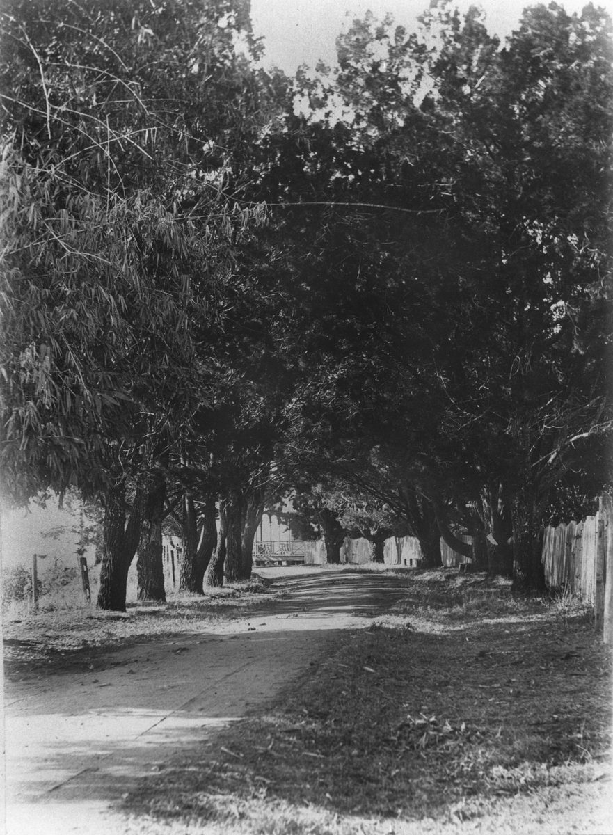 Avenue of pine trees lining the drive leading up to the Redland Bay Hotel, 1907