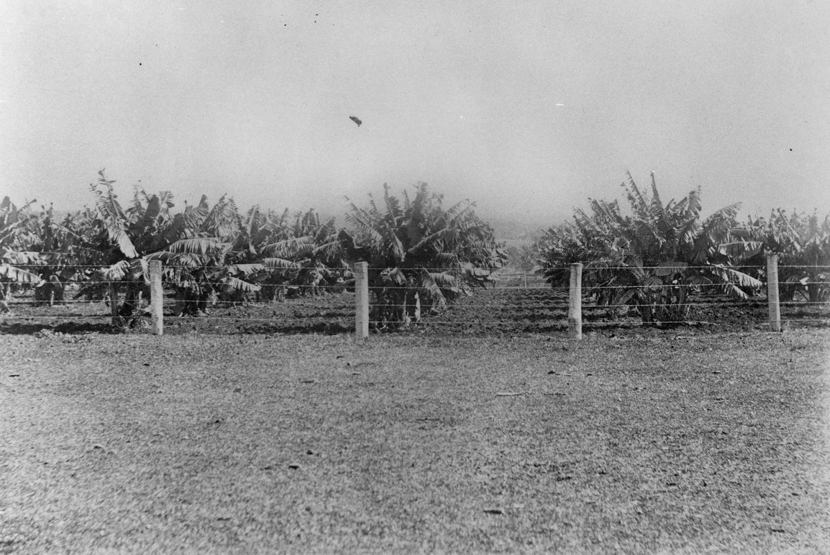 Banana palms on F. Muller's farm at Redland Bay, 1907