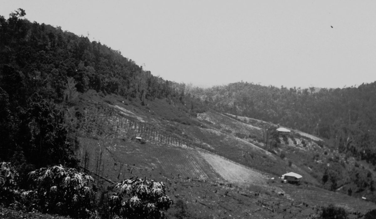 View to the north west over Savages, Brookfield, 1932