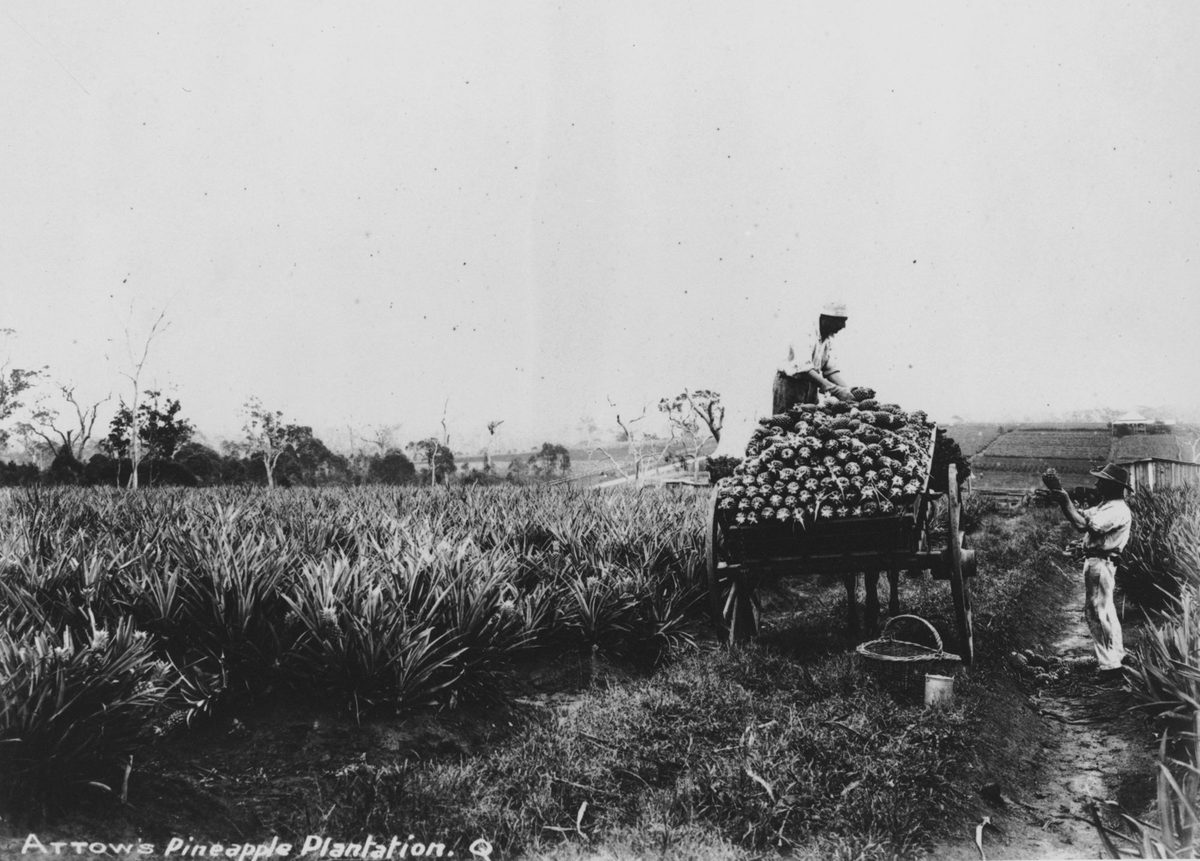 Arrows Pineapple Plantation in Nudgee