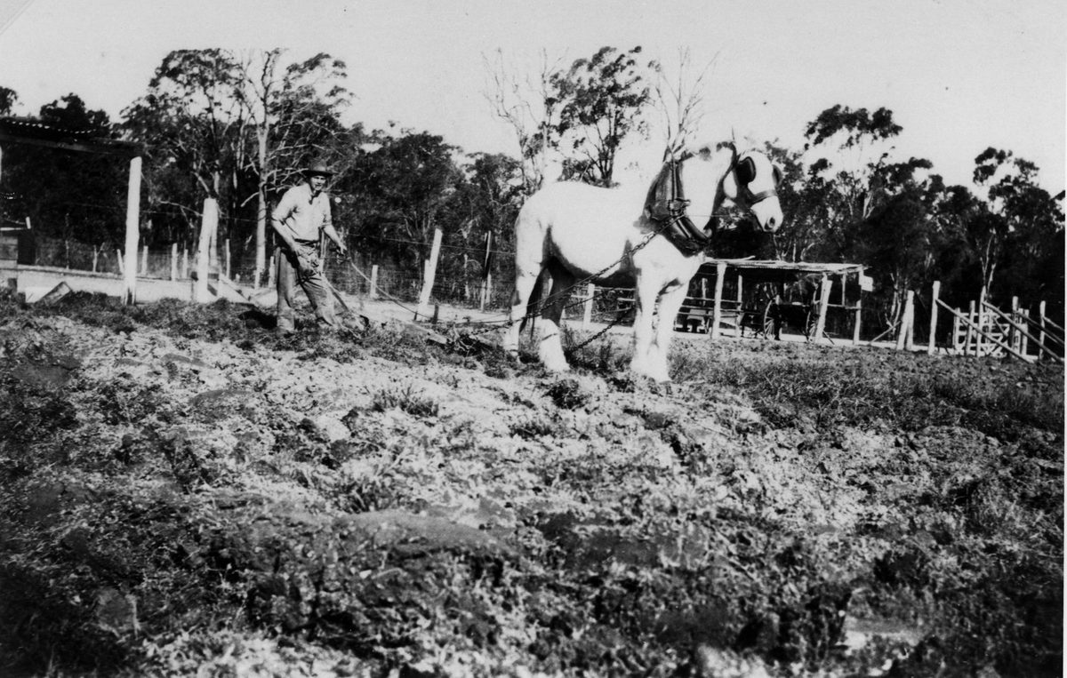 Draughthorse and farmer ploughing in Belmont, Brisbane,1922