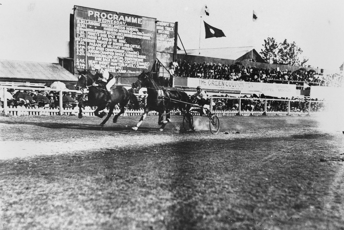 Horse and rider, racing a pacer or trotter at the Brisbane Showgrounds, 1912