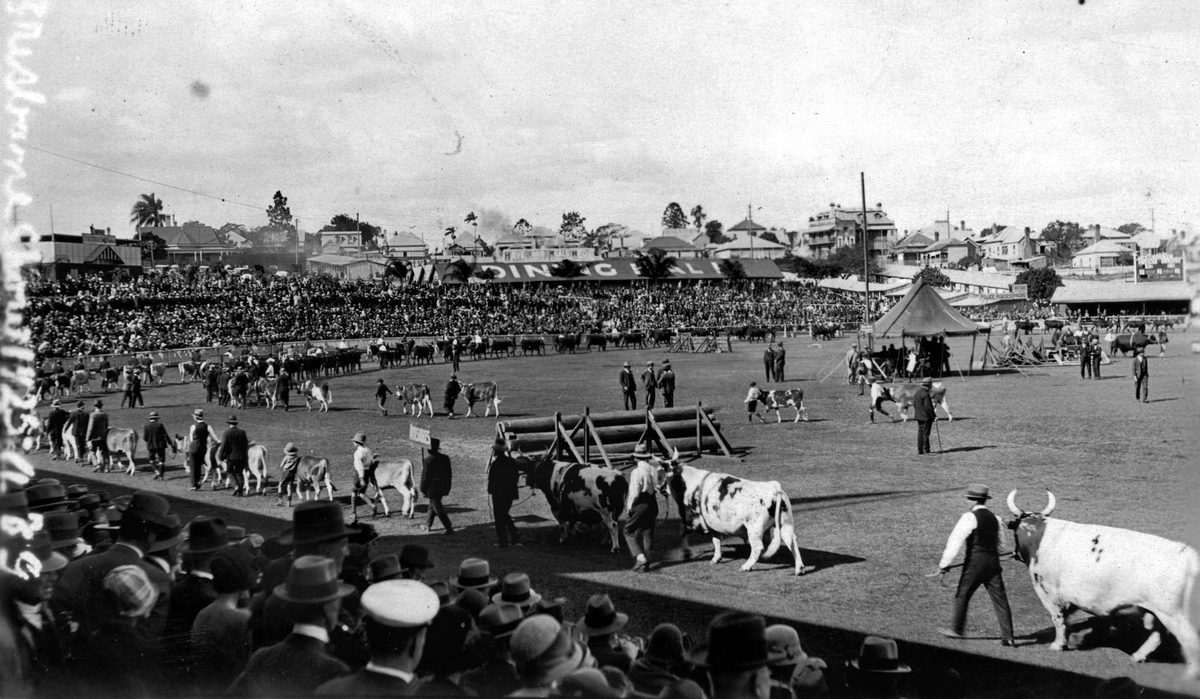 Cattle on parade in the Grand Parade, Exhibition Ground, Brisbane, 1929