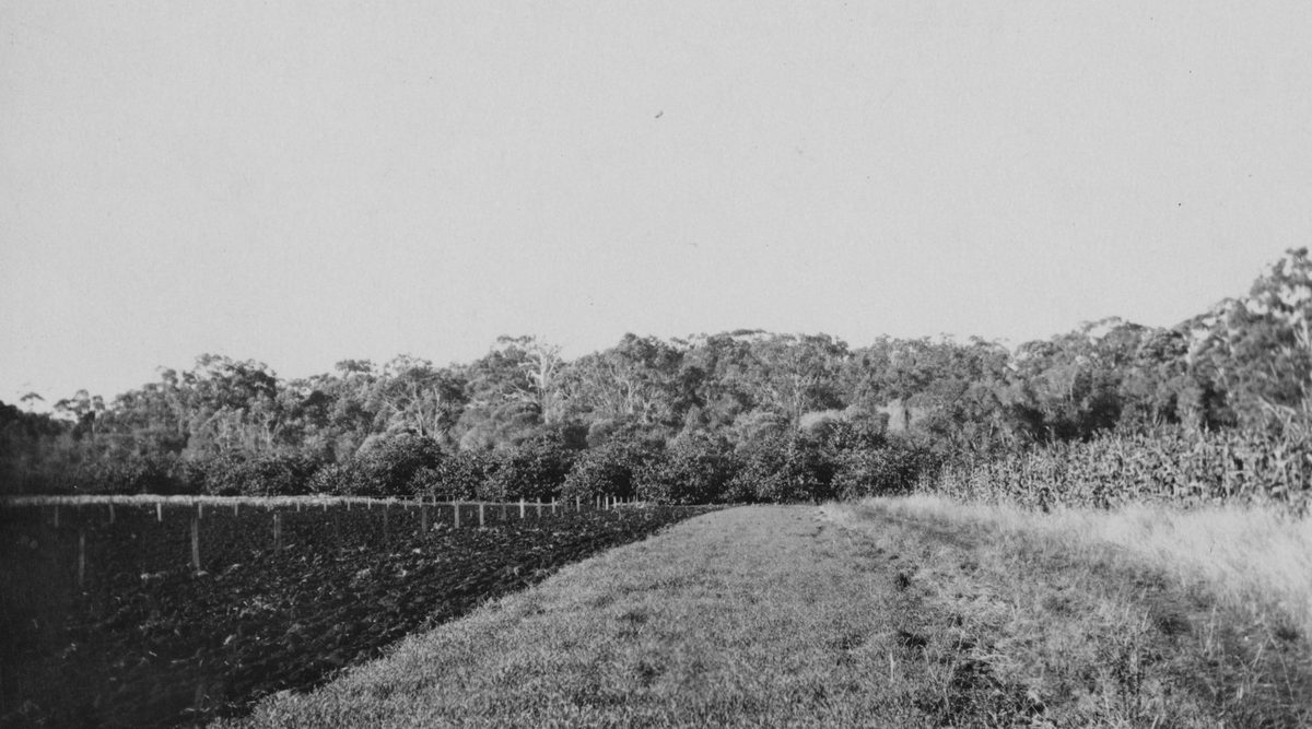 Farm at Redland Bay, Queensland, 1927