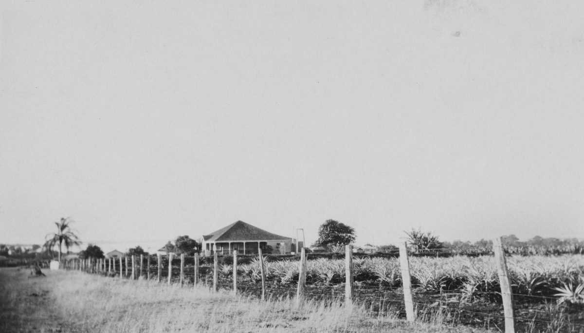 Pineapple farm, Redland Bay, Queensland, 1927