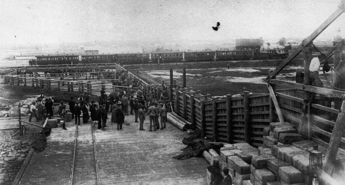Loading horses to be shipped to South Africa destined for Australian soldiers fighting in the Boer War, 1899