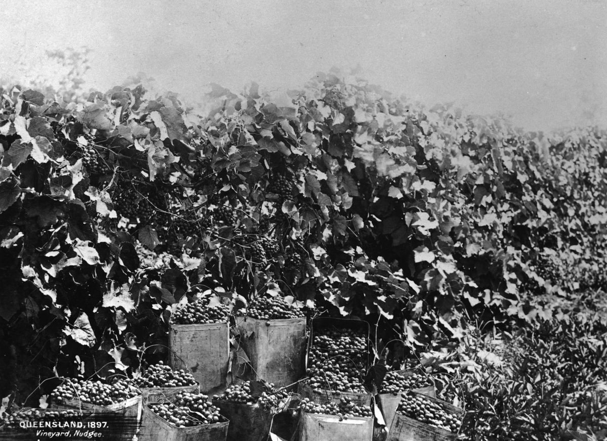 Vineyard at Nudgee, 1897