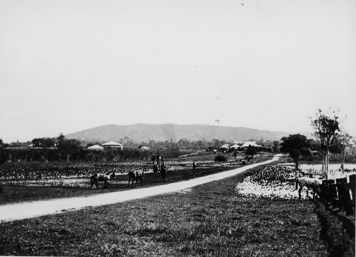 Rural scene in Oxley Road, Chelmer, Brisbane, in 1906