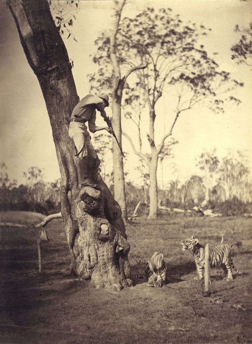 James Trackson shooting tigers