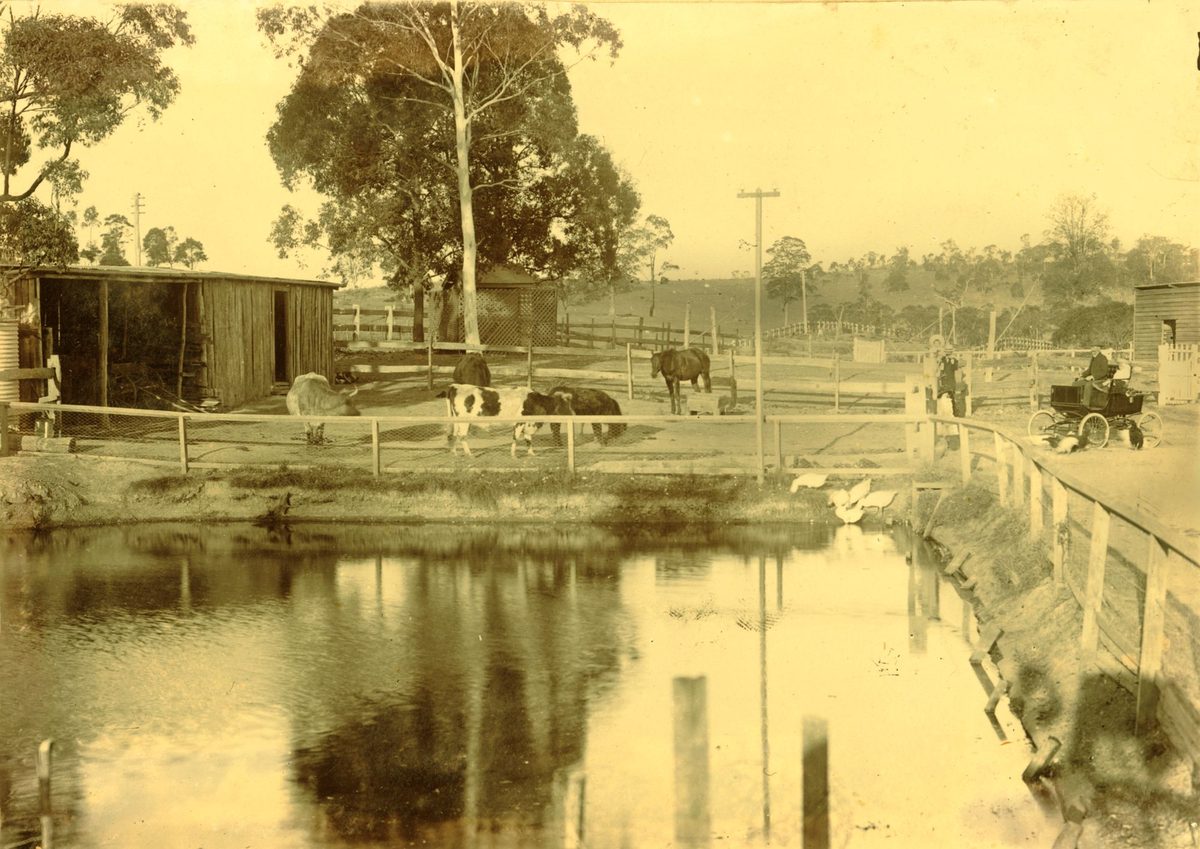 View of the pond at Trackson's property, Sedgley Grange, 1903